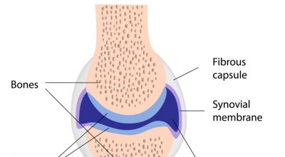 synovial-joint_2-963x1024