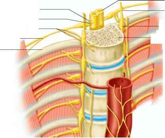 nerve-sympathetic-dallas