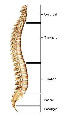Spinal Cord dallas