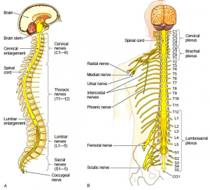 back pain dallas