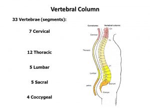 Cervical, Thoracic, Lumbar, Sacral, and Coccygeal.