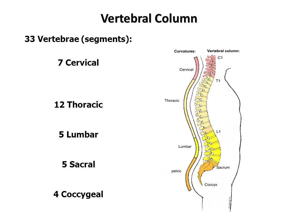 Cervical, Thoracic, Lumbar, Sacral, and Coccygeal.